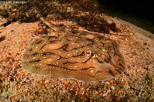 Raja undulata observed by Xavier Salvador